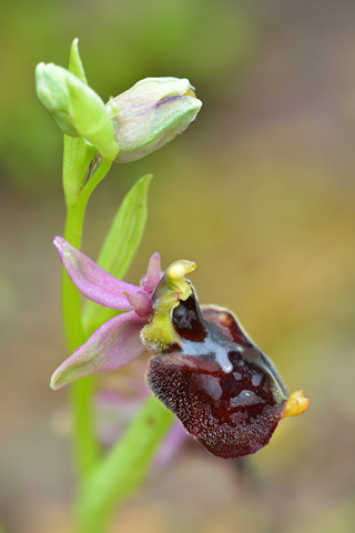 Ophrys chestermanii x morisii