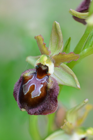 Ophrys incubacea x morisii