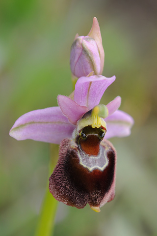 Ophrys morisii x neglecta