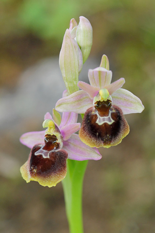 Ophrys morisii x neglecta