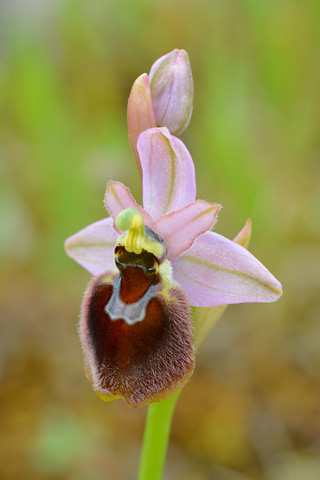 Ophrys morisii x neglecta