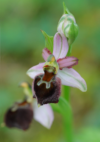 Ophrys morisii