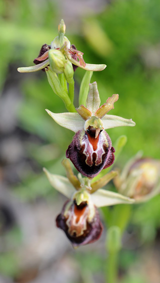 Ophrys morisii