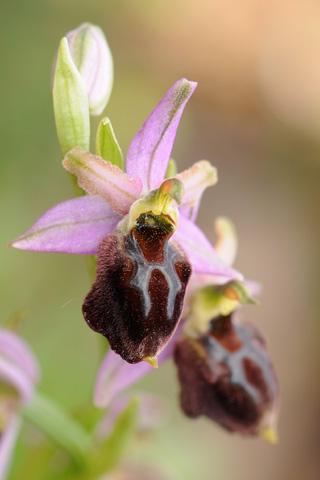 Ophrys morisii