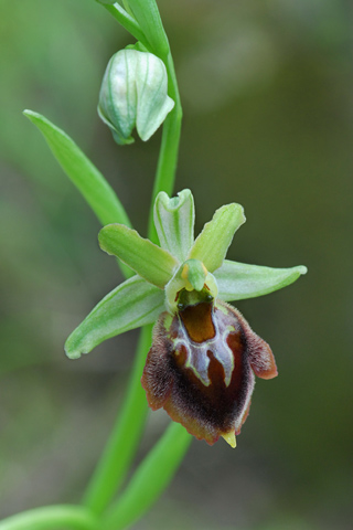 Ophrys morisii