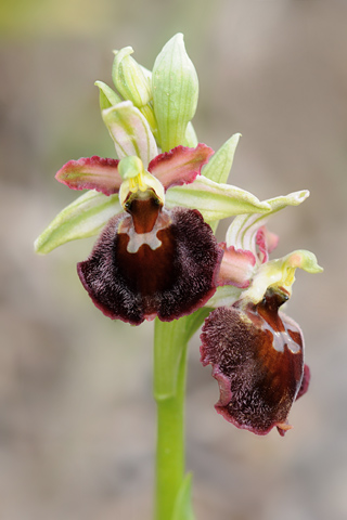 Ophrys morisii