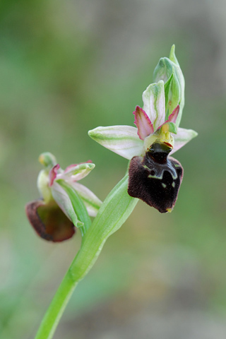 Ophrys morisii