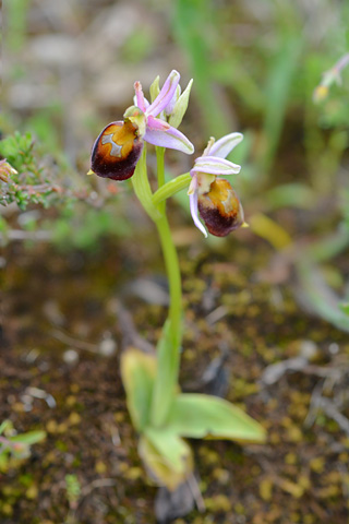 Ophrys morisii