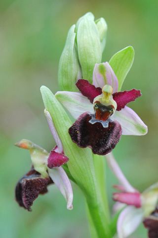 Ophrys morisii