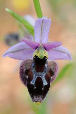 Ophrys ferrum-equinum x mycenensis