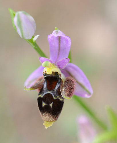 Ophrys mycenensis