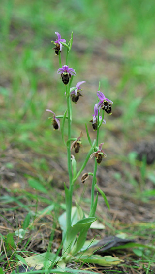 Ophrys mycenensis
