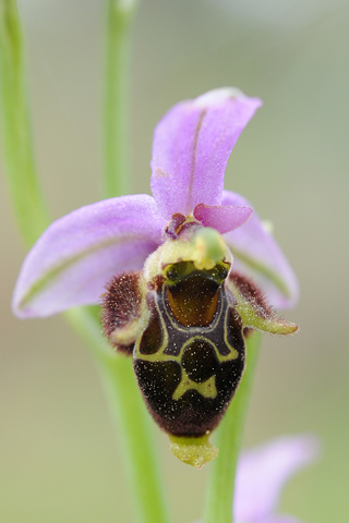 Ophrys mycenensis