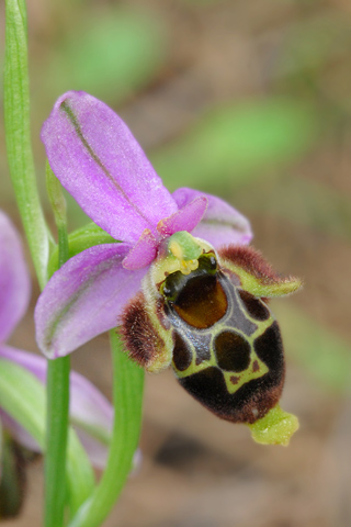 Ophrys mycenensis