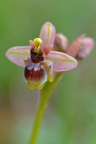 Ophrys  bombyliflora x tenthredinifera ssp. neglecta