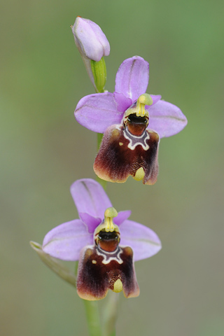 Ophrys gracilis x tenthredinifera ssp. neglecta