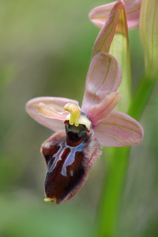 Ophrys incubacea x tenthredinifera ssp. neglecta