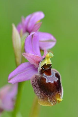 Ophrys  morisii x tenthredinifera ssp. neglecta