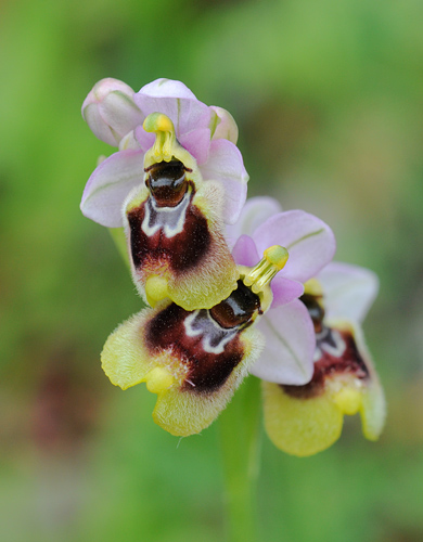 Ophrys neglecta