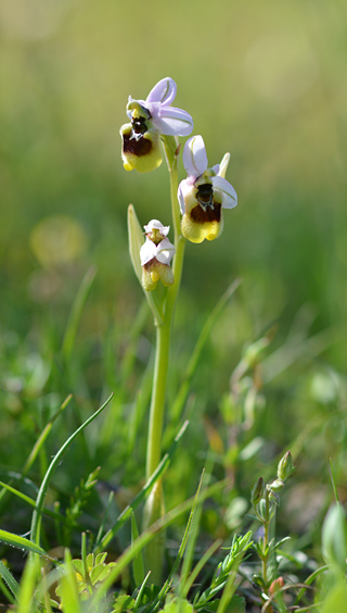 Ophrys neglecta