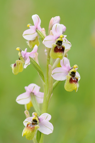 Ophrys neglecta