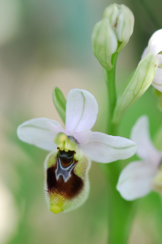 Ophrys neglecta