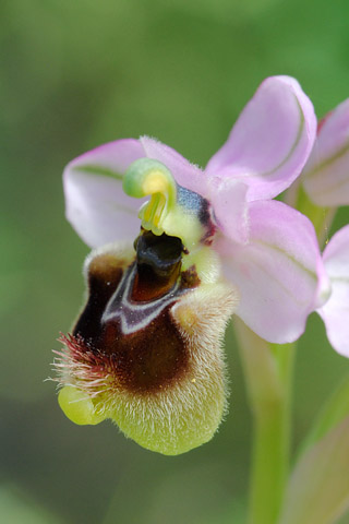 Ophrys neglecta