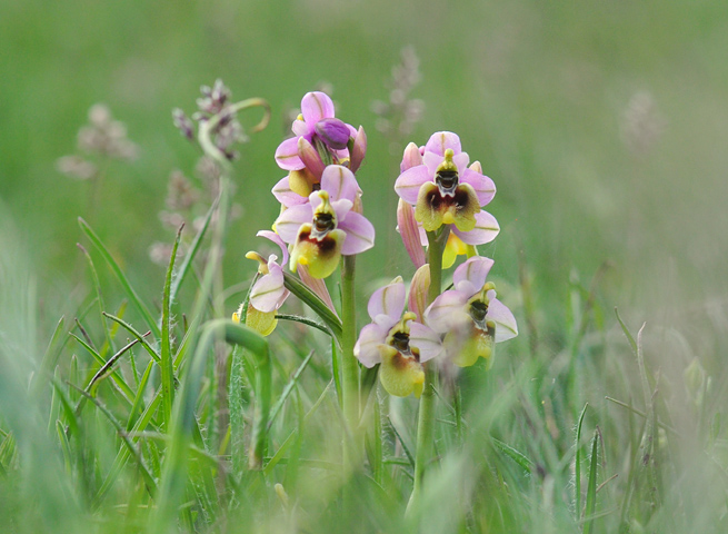 Ophrys neglecta