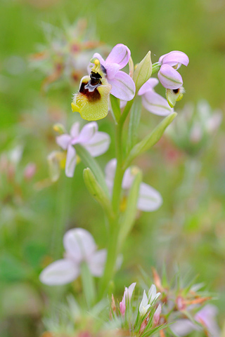 Ophrys neglecta