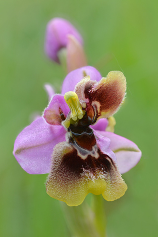 Ophrys tenthredinifera ssp. neglecta