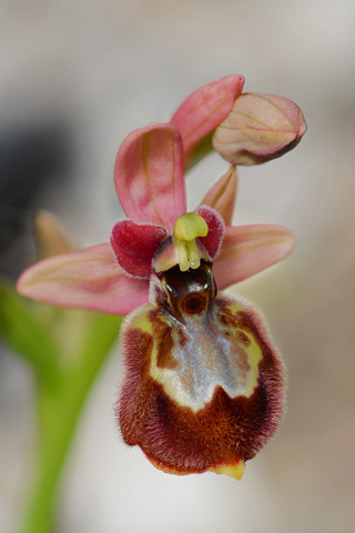 Ophrys tenthredinifera ssp. neglecta x speculum