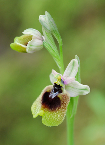 Ophrys normanii