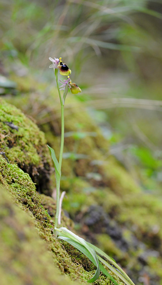 Ophrys normanii