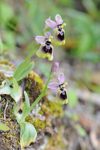 Ophrys normanii