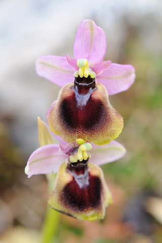 Ophrys normanii