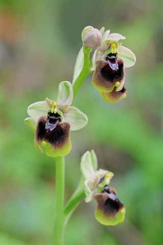 Ophrys normanii