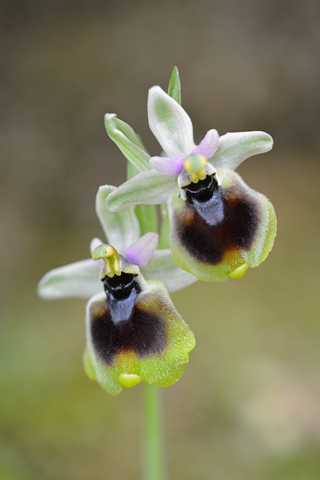 Ophrys normanii