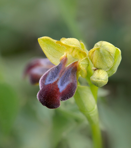 Ophrys obaesa