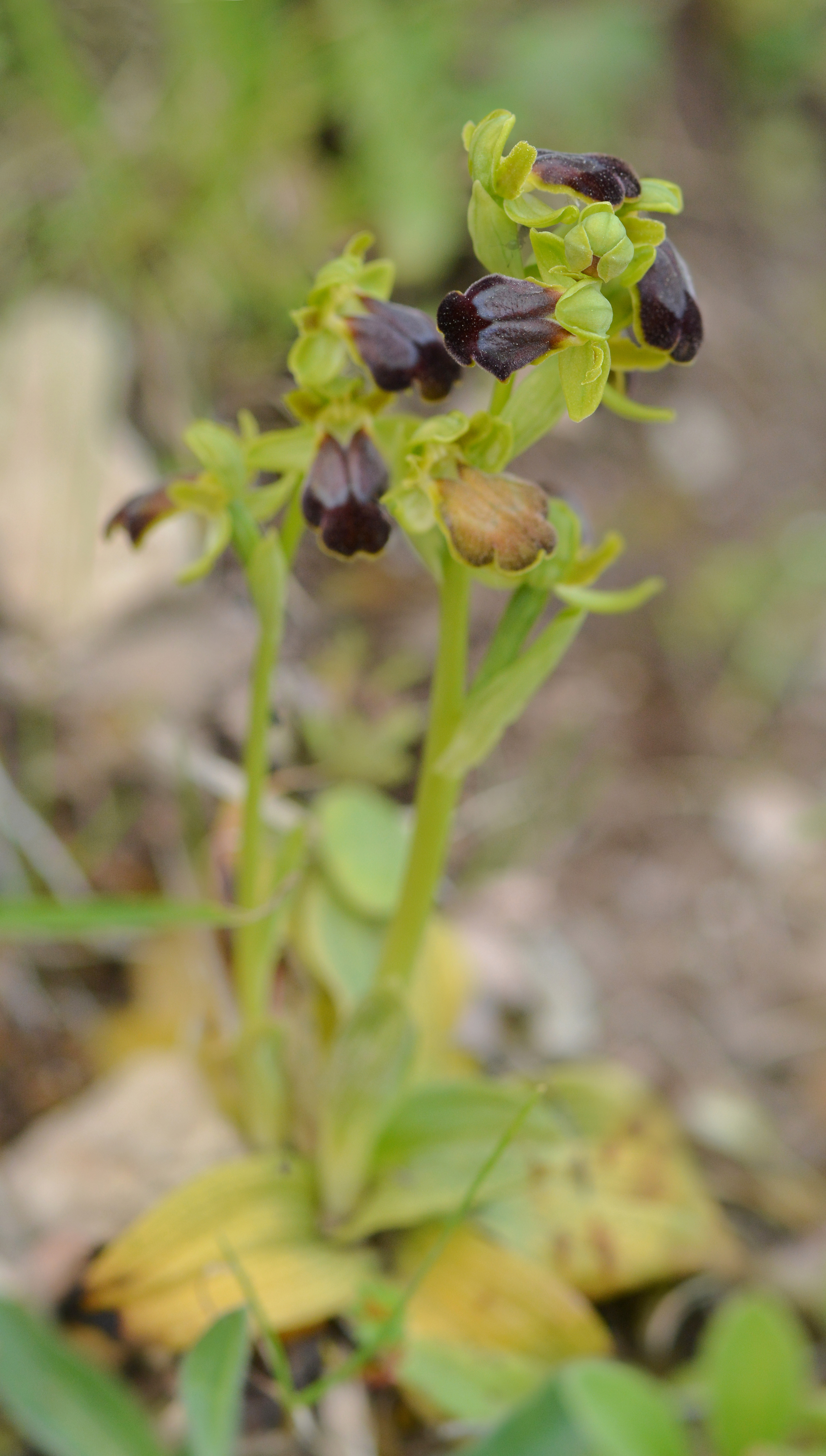 Ophrys obaesa