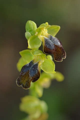 Ophrys obaesa