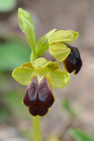 Ophrys obaesa