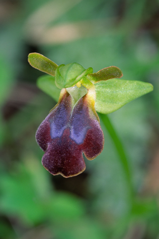 Ophrys obaesa