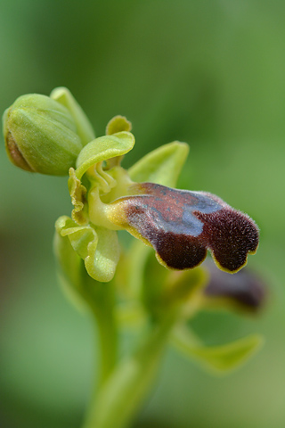 Ophrys obaesa