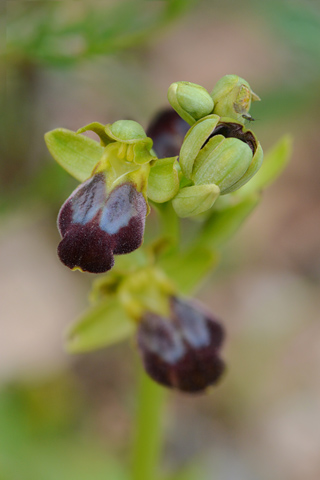 Ophrys obaesa