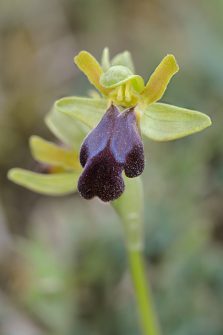 Ophrys obaesa