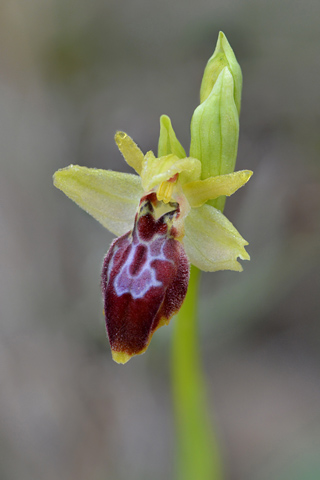 Ophrys delforgei x exaltata ssp. marzuola