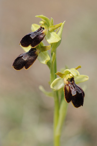 Ophrys forestieri x occidentalis