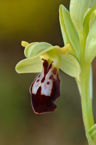 Ophrys forestieri x occidentalis