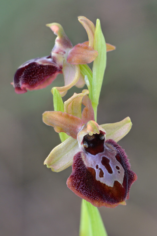 Ophrys occidentalis x passionis