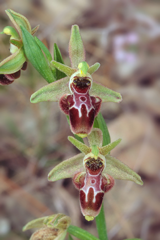 Ophrys occidentalis x scolopax 